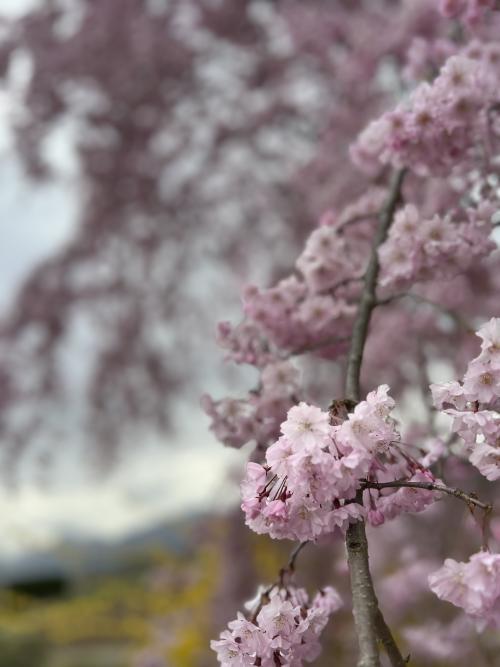 image 桜の季節